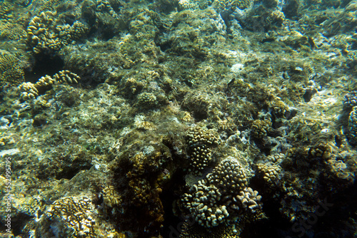 View of the coral reef of red sea