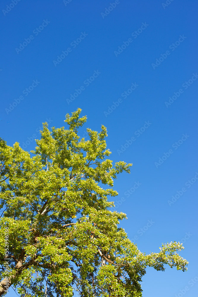 Trees in a park Trees in a park