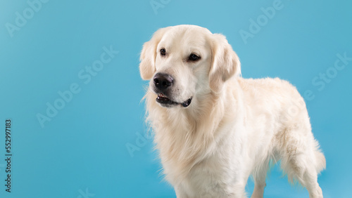 Portrait of healthy labrador dog looking aside at free space isolated over blue studio background, panorama