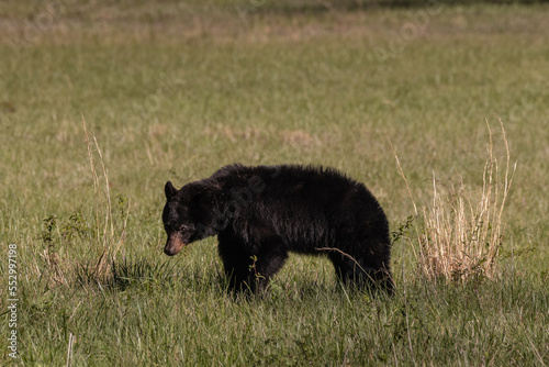 Single Female Black Bear In Grassy Field