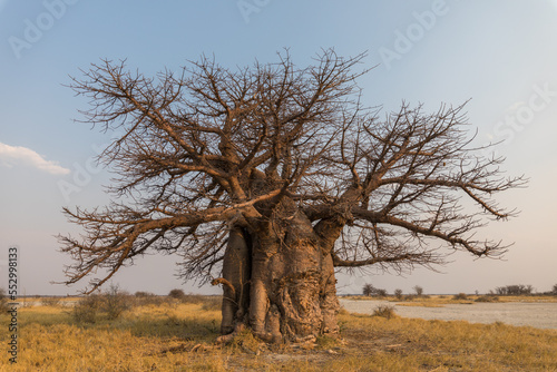 Baobab