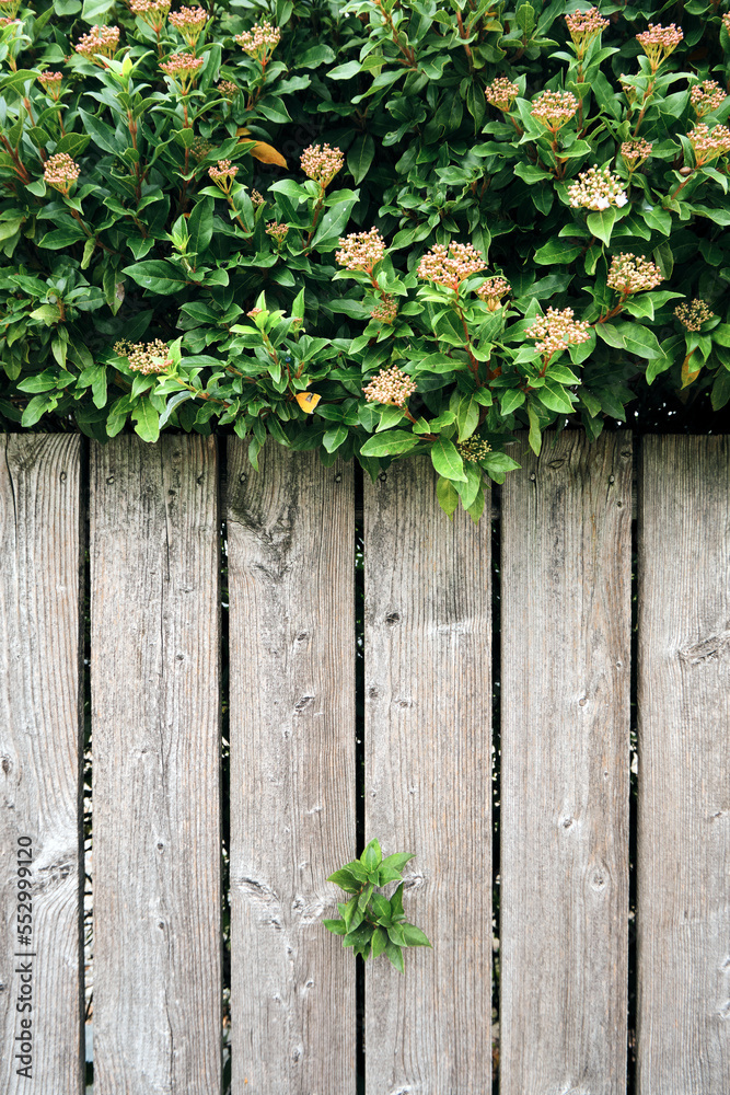 Natural wooden background with green leaves. Rustic texture. Antique rustic wooden fence with cascading greenery Natural wooden background with green leaves. Rustic texture. Antique rustic wooden fence with cascading greenery