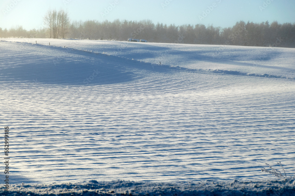 Beautiful winter cold landscape in blue tones, frost on scenic tall grass copse, winter frosty day with frost trees Beautiful winter cold landscape in blue tones, frost on scenic tall grass copse, winter frosty day with frost trees