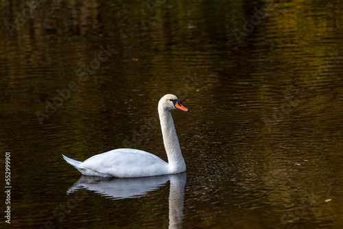 a large swan floating on the surface of the river