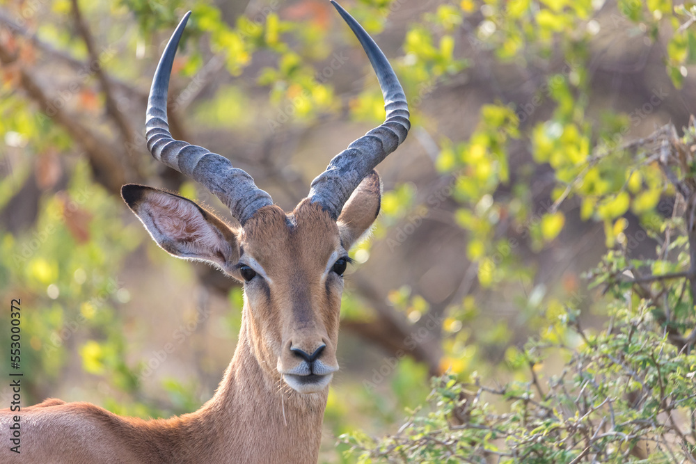 Kudu Kudu