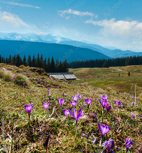 Colorful blossoming purple Crocus heuffelianus (Crocus vernus) alpine flowers on spring Carpathian mountain plateau valley, Ukraine, Europe. Beautiful conceptual spring or early summer landscape.