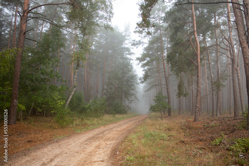 Fog in the morning in the forest 