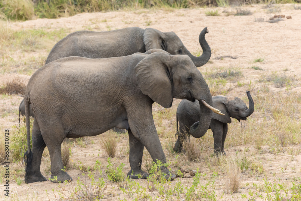 Fototapeta premium Elefant