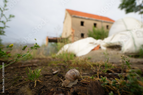 A close up of a snail in front of an abandoned house.