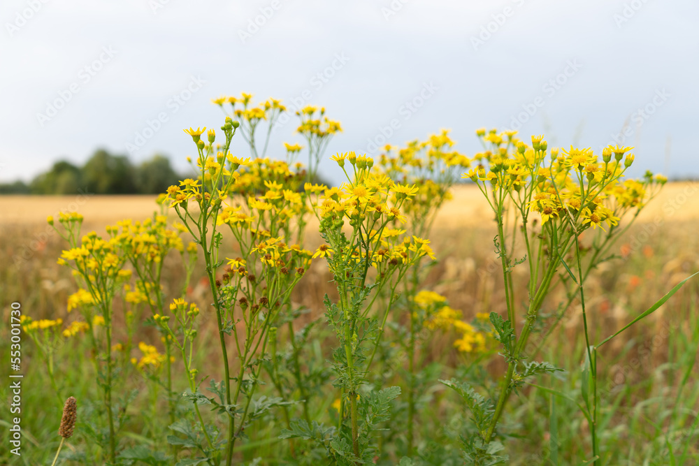 Fototapeta premium Canola flowers during summer in Germany.