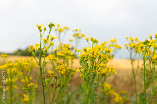 Canola flowers during summer in Germany.
