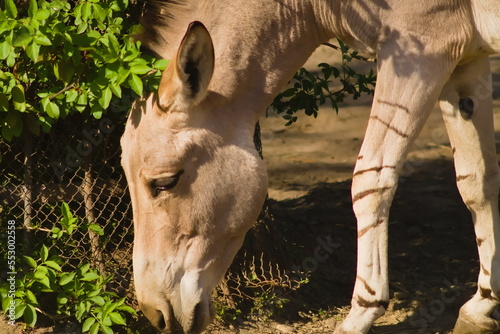 Somali wild ass eating grass