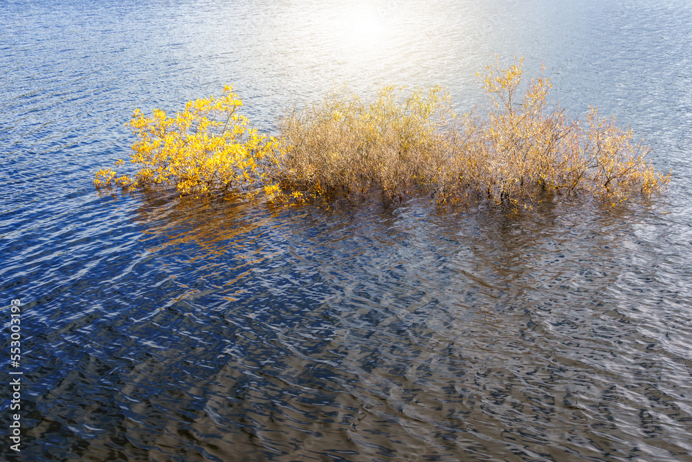 cold water floodig autumn leaves on bushes