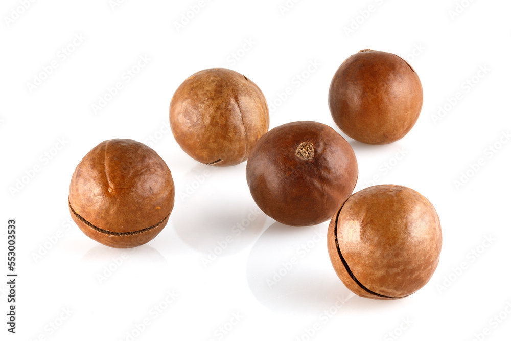 Macadamia nuts in shell isolated on a white background. Close-up. Full depth of field. Macadamia nuts in shell isolated on a white background. Close-up. Full depth of field.