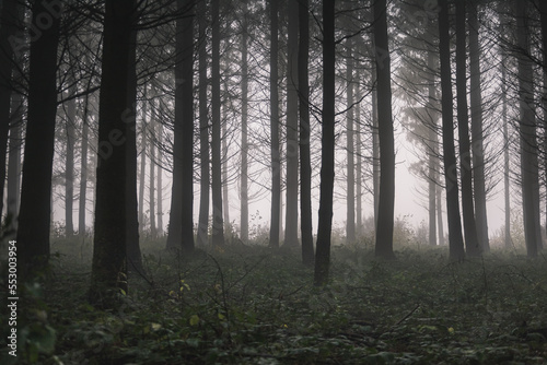 forêt, sous-bois, troncs dans la brume, le brouillard