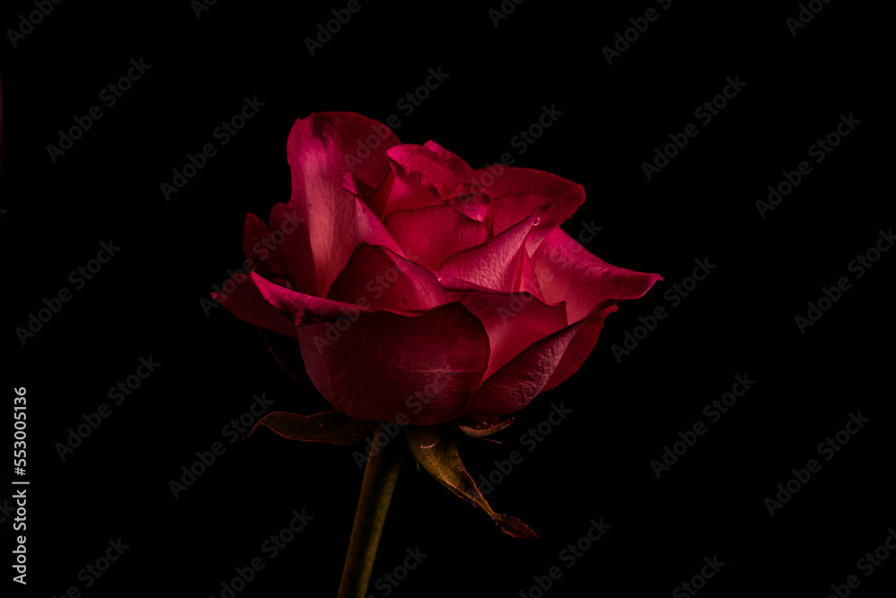 luxurious red on a black background. Low key photo. Extreme Flower Close-up and copy space