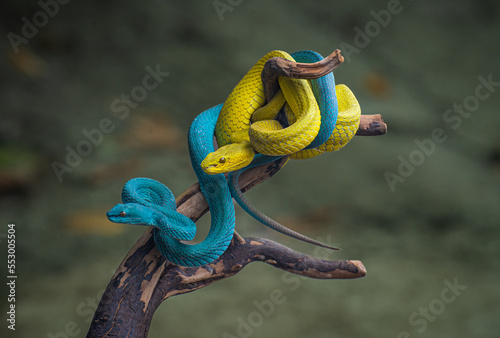 Two beautiful blue and yellow viper snakes are on a tree branch