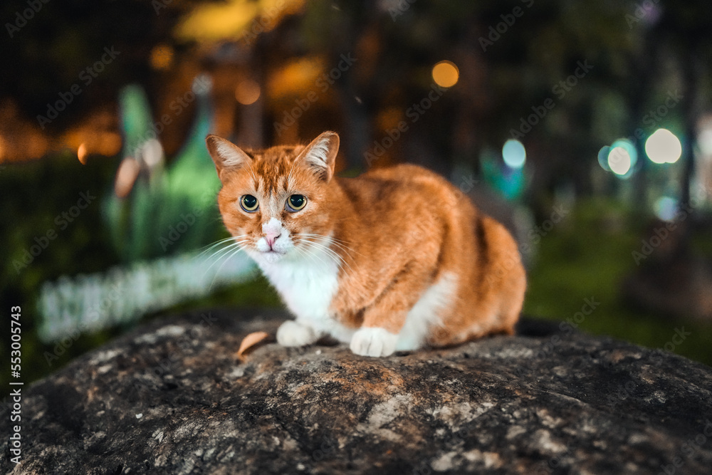 Rude stray cat on the rock at night park, bokeh, blurred background