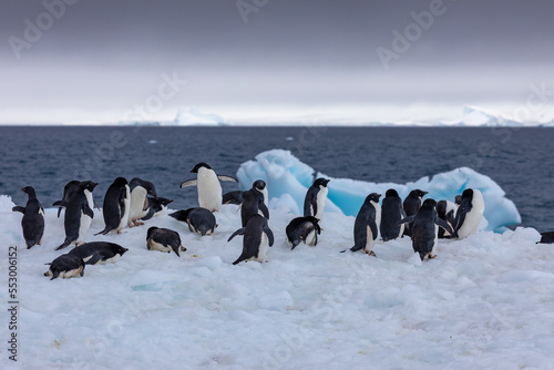 Adelie penguins resting on the coast of Joinville Island in Antarctica overlooking the Bransfield Straight as they make their way to the rookery