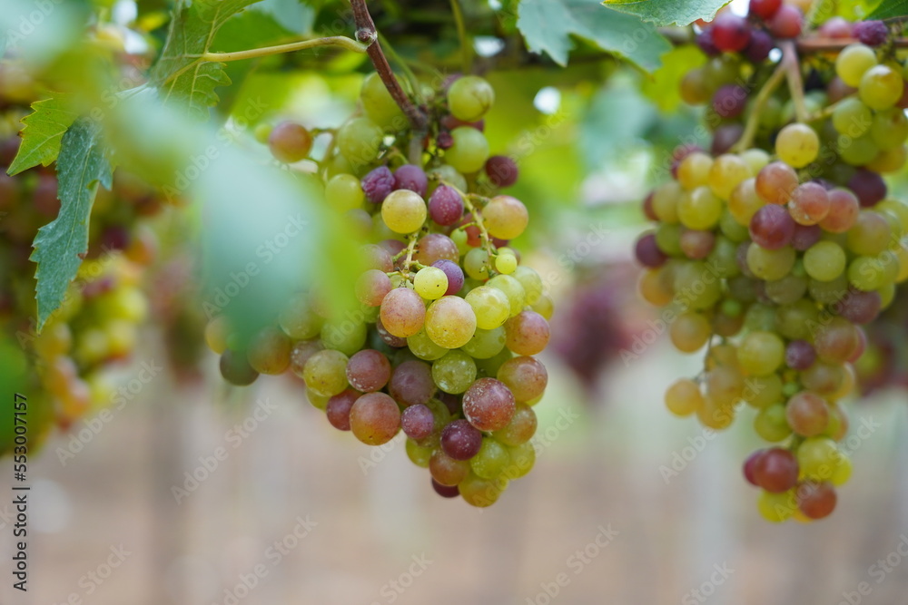 ripe grapes hanging in a vineyard 