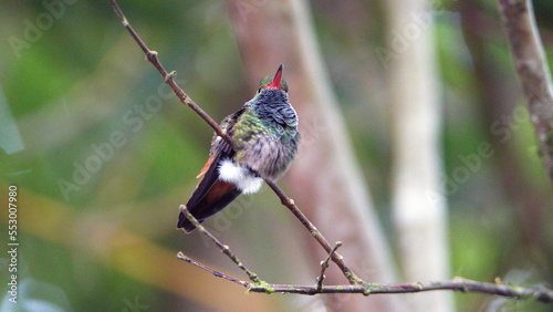 Rufous-tailed hummingbird (Amazilia Tzatcl) perched on a twig in Mindo, Ecuador photo