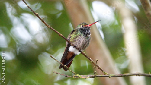 Rufous-tailed hummingbird (Amazilia Tzatcl) perched on a twig in Mindo, Ecuador photo