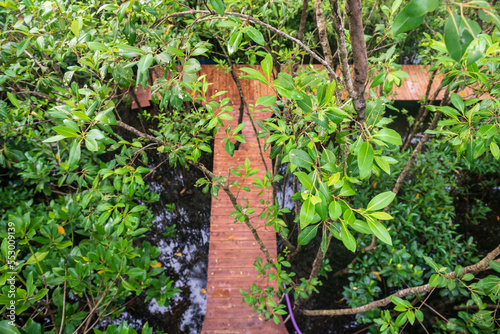 Top view of mangrove tree leaf and wood walkpath, Chanthaburi