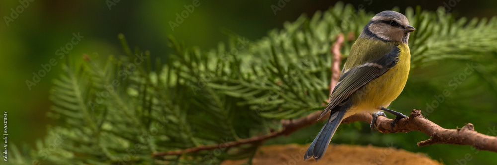 Obraz premium Eurasian blue tit, Cyanistes caeruleus, sitting on a branch.