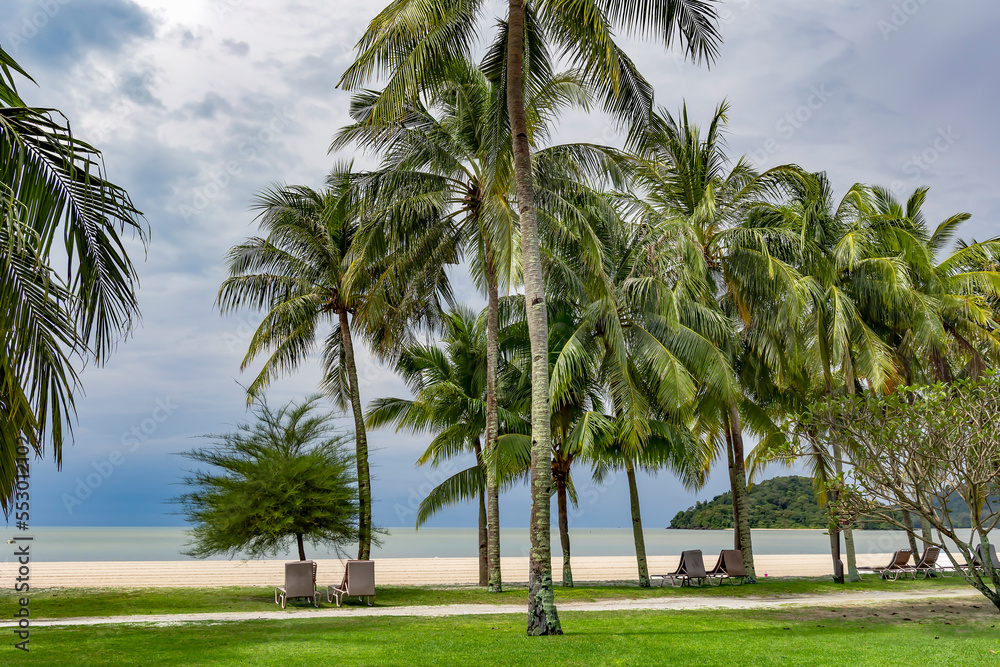 Tall palm trees and sun loungers on tropical Chenang beach on Langkawi island, Malaysia. Natural landscape of a tropical beach.	