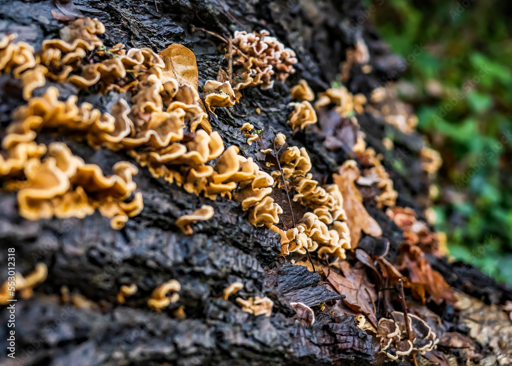 Fungi Fantasy Fungi Fantasy