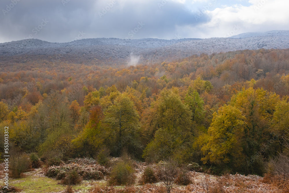 Autumn colors in the beech forests of the Aralar mountain range, Navarra, Spain