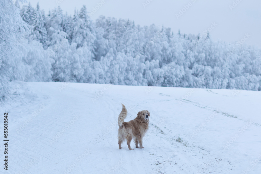 Golden retriever in the woods in winter.Walking with a dog in winter. Golden retriever in the woods in winter.Walking with a dog in winter.