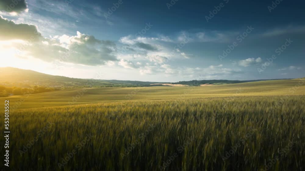 field of wheat in Tuscany, Italy field of wheat in Tuscany, Italy