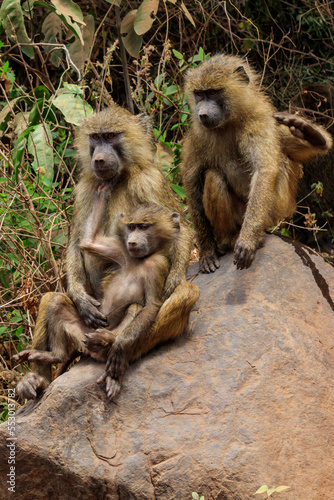 Family of olive baboons (Papio anubis), also called the Anubis baboons, on a stone in Lake Manyara National Park in Tanzania