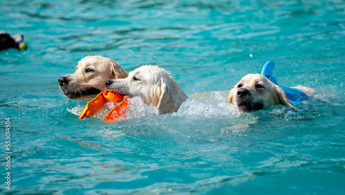 Photography Canine dog swimming in the pool on a sunny day