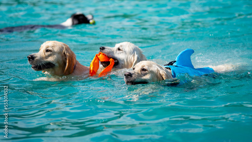 Photography Canine dog swimming in the pool on a sunny day