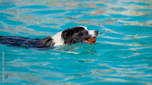 Fototapeta Naklejka Na Ścianę i Meble -  Canine dog swimming in the pool on a sunny day