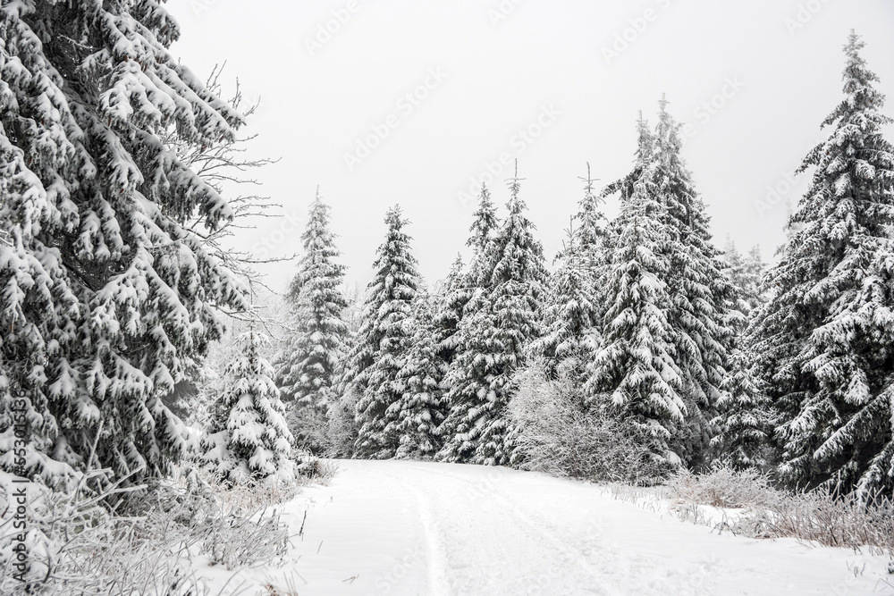 Obraz premium winter road in the forest