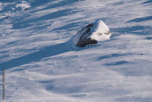 a fresh track from a mountain hare in the snow at a sunny winter day on the alps © Chamois huntress