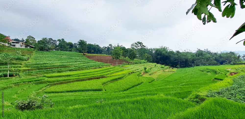 View of the beautiful rice terrace or paddy fields in rural village in Indonesia. Rice terraces are the common agriculture of the people from tropical countries.