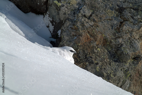 a rock ptarmigan, lagopus muta,  male on the snow capped alps in a rock wall at a sunny winter day