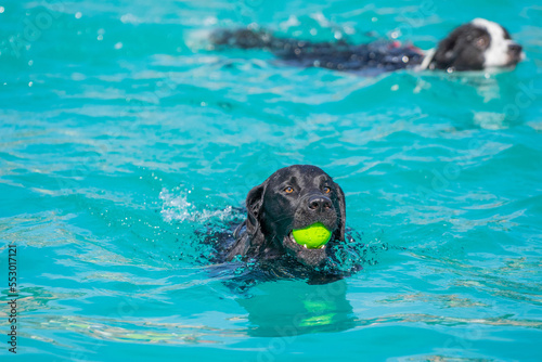 labrador retriever in water with a tennis ball