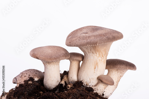 natura morta di funghi con terra su sfondo bianco