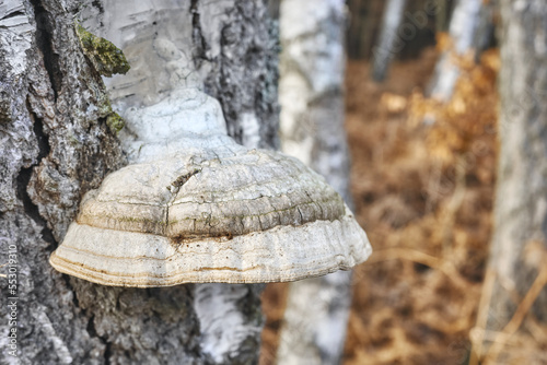 Close up picture of polypore growing on a birch trunk, selective focus.