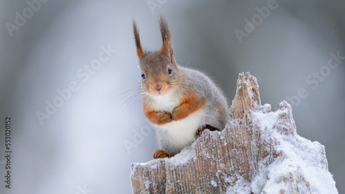 Fototapeta Naklejka Na Ścianę i Meble -  Cute Norwegian Red squirrel (Sciurus vulgaris) in ni snow