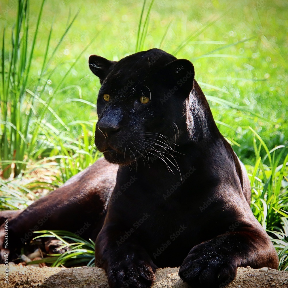 American jaguar black