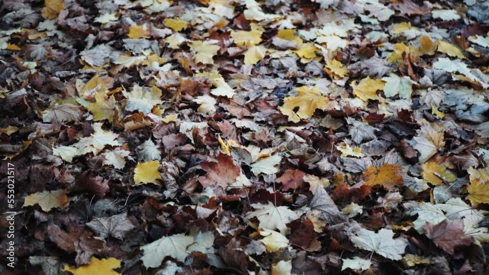 yellowed maple leaves on the ground in the autumn forest. the camera moves over the ground, on which lie fallen yellow leaves. shifting the focus from the foreground to the background. yellowed maple leaves on the ground in the autumn forest. the camera moves over the ground, on which lie fallen yellow leaves. shifting the focus from the foreground to the background.