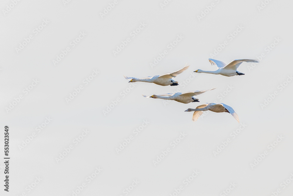 Whooper swans (Cygnus cygnus) flying on a winter evening, Norfolk, UK. Whooper swans (Cygnus cygnus) flying on a winter evening, Norfolk, UK.