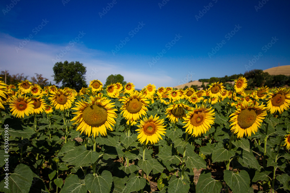 Obraz premium Girasoli