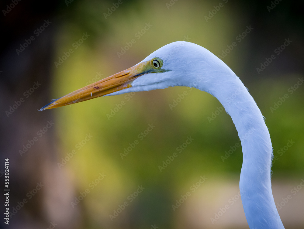 Extreme close up of a white egret in Venice Extreme close up of a white egret in Venice